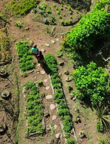 roche perma 1 roche perma 1